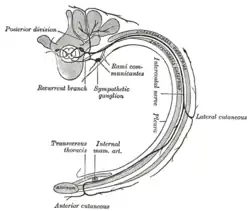 Diagram of the course and branches of a typical intercostal nerve.