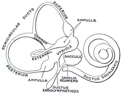 The membranous labyrinth.