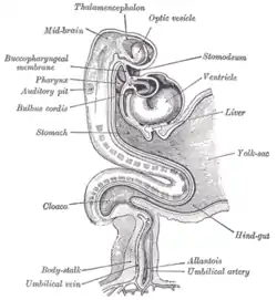 Human embryo about fifteen days old. Brain and heart represented from right side. Digestive tube and yolk sac in median section.