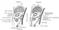 Diagrams to illustrate the development of the greater omentum and transverse mesocolon