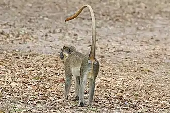 Rear of male, Senegal