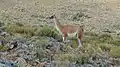 Guanaco inside the park