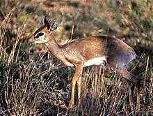 Small brown and white bovid