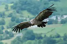 Griffon vulture