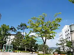 Hanyang University