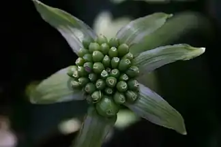 Immature fruiting head