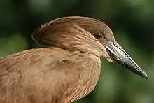 Head of a hamerkop