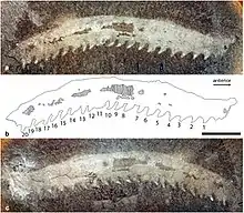 Helenodora inopinata, a stem-group onychophoran known from Indiana