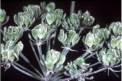 Cow parsnip, Heracleum maximum