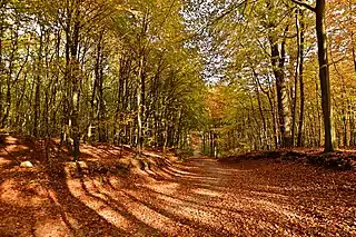 Autumn in the Granitz