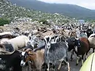 A herd of goats on the Greek highlands