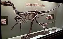 Full skeleton of an early carnivorous dinosaur, displayed in a glass case in a museum