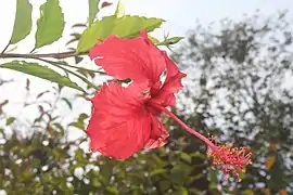 Hibiscus rosa-sinensis