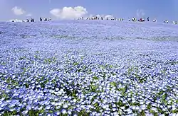 Hitachi Seaside Park