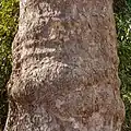 Trunk of the  Platanus hispanica (detail).