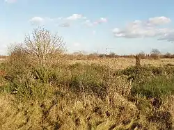 Hounslow Heath looking north from the London Loop path.