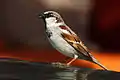 House sparrow (Passer domesticus)