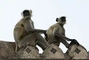 Langur monkey (Semnopithecus dussumieri), Orchha