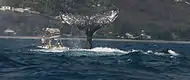 Humpback whales off Saint-Gilles, Réunion