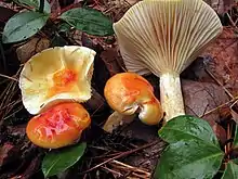 Hygrophorus speciosus