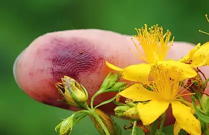 Red staining liquid from a flower bud