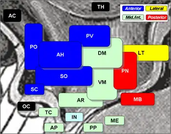 Hypothalamic nuclei