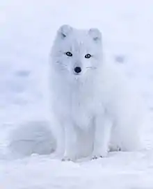 Arctic fox in the snow facing the viewer