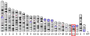 Chromosome 21 (human)