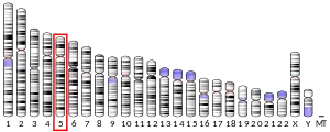 Chromosome 5 (human)