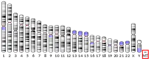 Mitochondrial DNA (human)