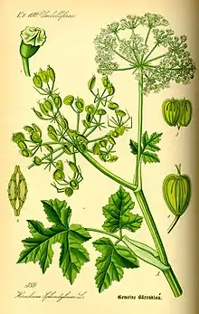 Common hogweed, Heracleum sphondylium