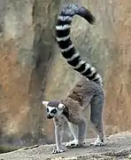 Ring-tailed lemur (Lemur catta).