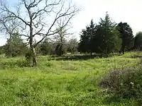 Dry oak savanna in the Inner Nashville Basin, Tennessee