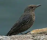 Female, winter, Yakushima, Japan