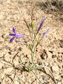 In deserts of Isfahan, Iran