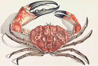 The Tasmanian giant crab is long-lived and slow-growing, making it vulnerable to overfishing.