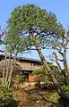 Planted in Japanese garden