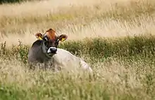 A cow of the Danish Jersey breed lying down in a field.