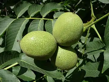 Fruit