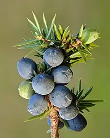 Close-up of foliage and cones