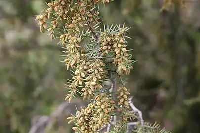 Male cones