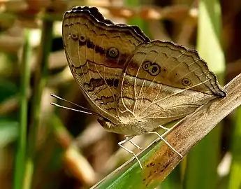 Underside, wet season form