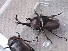 Horns of rhinoceros beetles