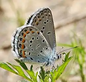 The endangered Karner blue, photographed at Canoe Landing Prairie