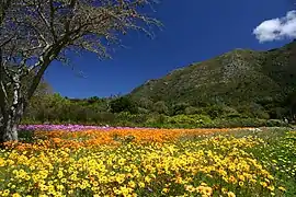 Spring flowering season