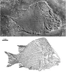 The basal ginglymodian Kyphosichthys (Kyphosichthyiformes) from the Middle Triassic of China