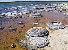 Image 14Lithified stromatolites on the shores of Lake Thetis, Western Australia. Archean stromatolites are the first direct fossil traces of life on Earth. (from History of Earth)