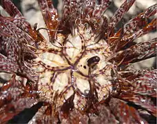 Tegmen of a Lamprometra palmata. The mouth is located at the center of the 5 feeding grooves, and the anus at the top of the column.