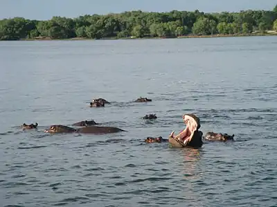 Hippopotamus in the Zambezi River