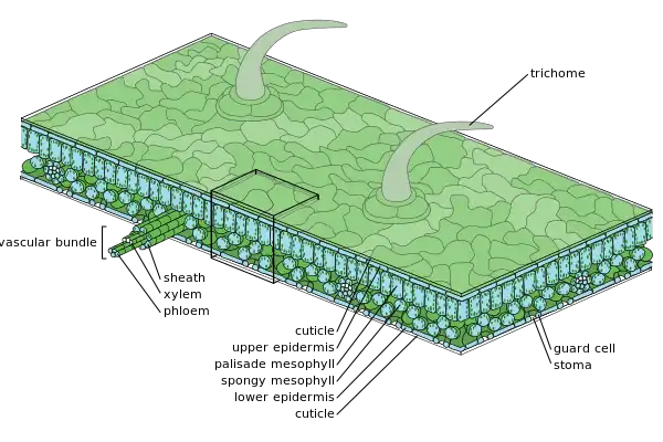 Medium-scale diagram of leaf internal anatomy